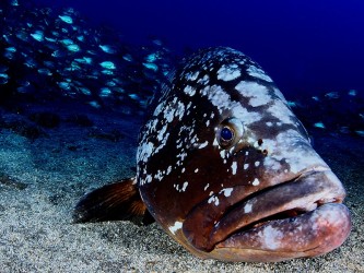 Scuba Madeira Diving Center