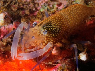 Scuba Madeira Diving Center