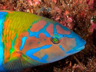 Scuba Madeira Diving Center