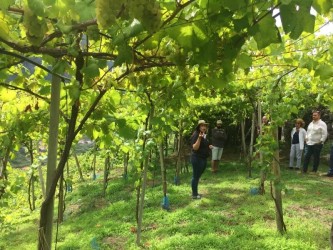 Skywalk & Professional Wine Experience in Madeira