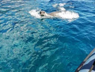 Snorkelling in Madeira Ponta de São Lourenço