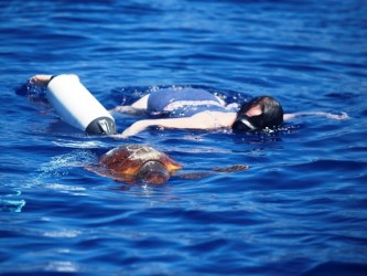 Snorkeling with dolphins in Madeira Island