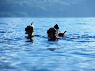 Snorkeling with dolphins in Madeira Island