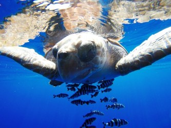 Snorkeling with dolphins in Madeira Island