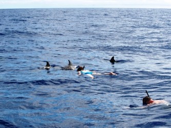 Snorkeling with dolphins in Madeira Island