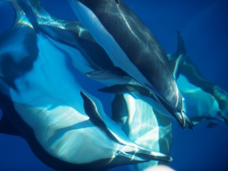 Snorkeling with dolphins in Madeira Island