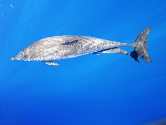 Snorkeling with dolphins in Madeira Island