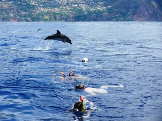 Snorkeling with dolphins in Madeira Island