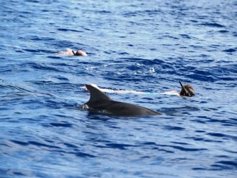 Snorkeling with dolphins in Madeira Island