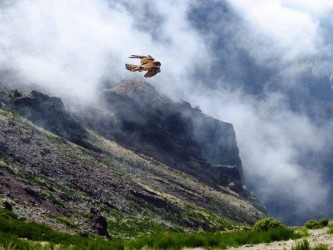 The Raptors Bird Watching Tour Madeira