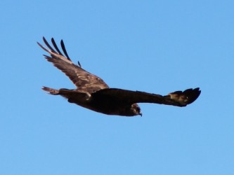 The Raptors Bird Watching Tour Madeira