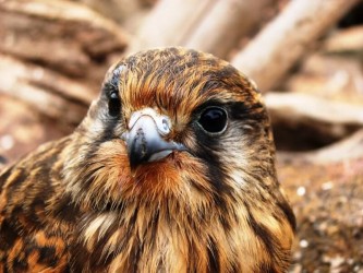 The Raptors Bird Watching Tour Madeira