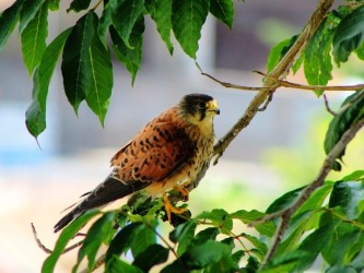 The Raptors Bird Watching Tour Madeira