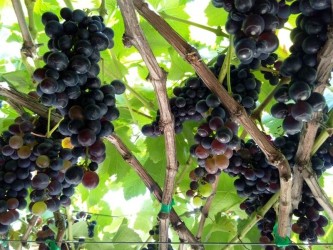 Tinta Negra Wine Tour in Madeira