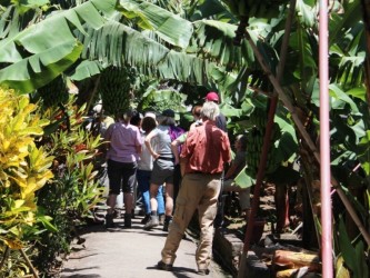 Tropical Madeira Cultural Tour