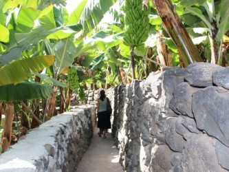 Tropical Madeira Cultural Tour