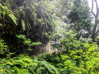 Urzal (hard) trail tour in Madeira Island