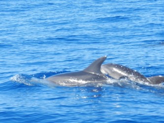 Whales & Dolphins Watching Tour from Calheta