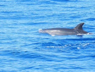 Whales & Dolphins Watching Tour from Calheta