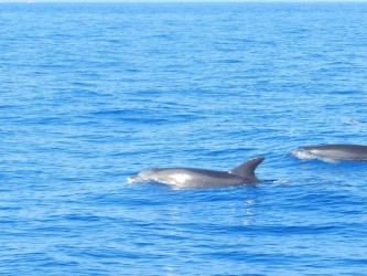 Whales & Dolphins Watching Tour from Calheta