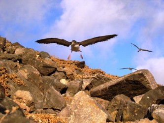 Zino's Petrel & Cory's Sherwater Birdwatching Tour Madeira