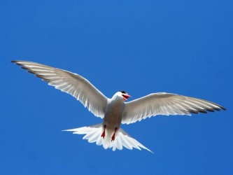 Zino's Petrel & Cory's Sherwater Birdwatching Tour Madeira