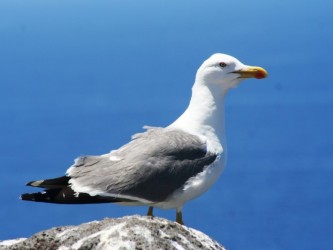 Zino's Petrel & Cory's Sherwater Birdwatching Tour Madeira