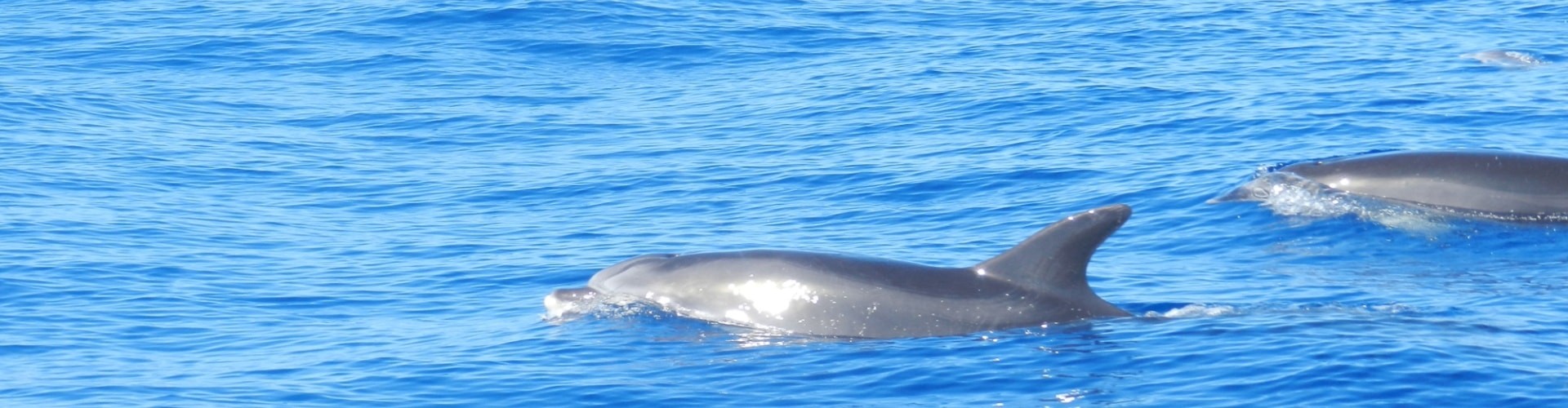 Whales & Dolphins Watching Tour from Calheta