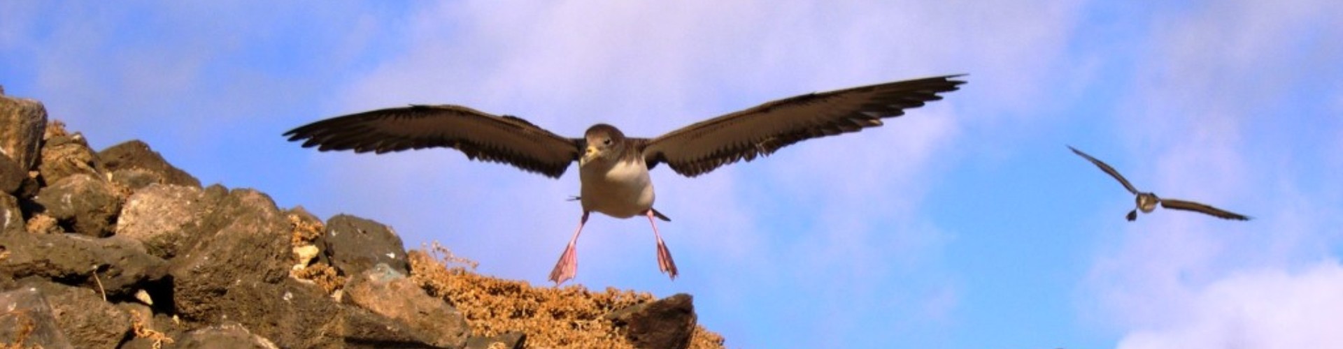 Zino's Petrel & Cory's Sherwater Birdwatching Tour Madeira